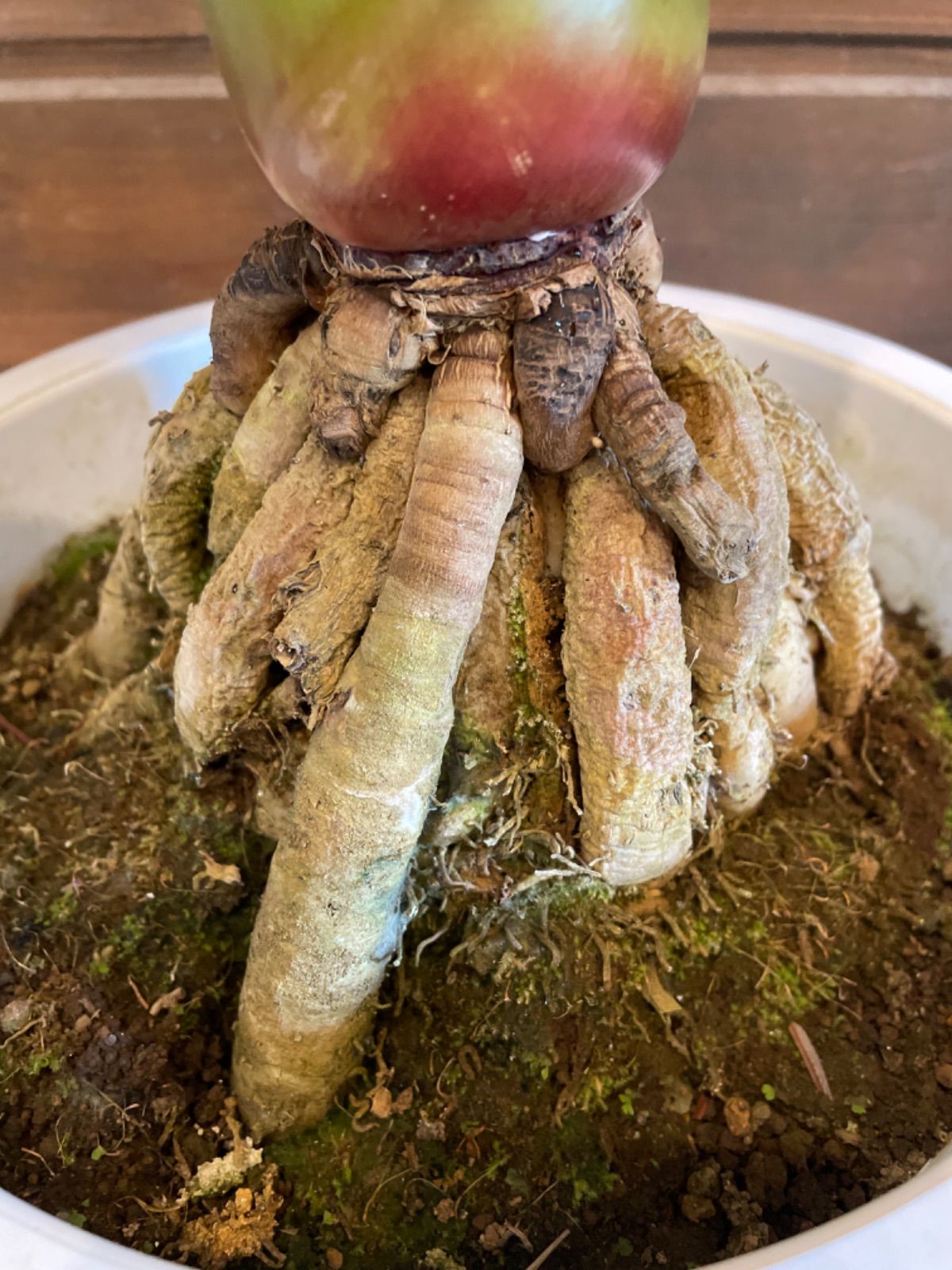 観葉植物 オーガスタ 根上がり 希少