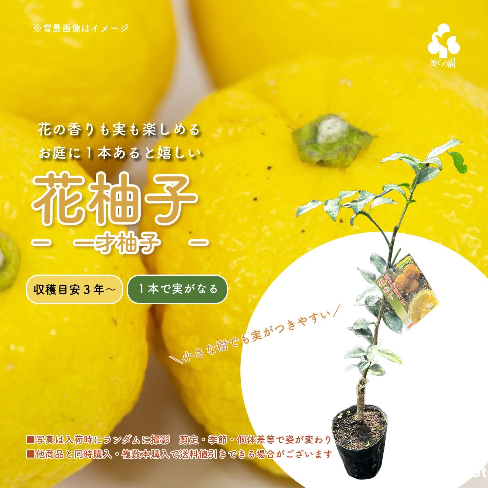 花ゆず苗木実付きレモンの横に♪ - 植物/観葉植物