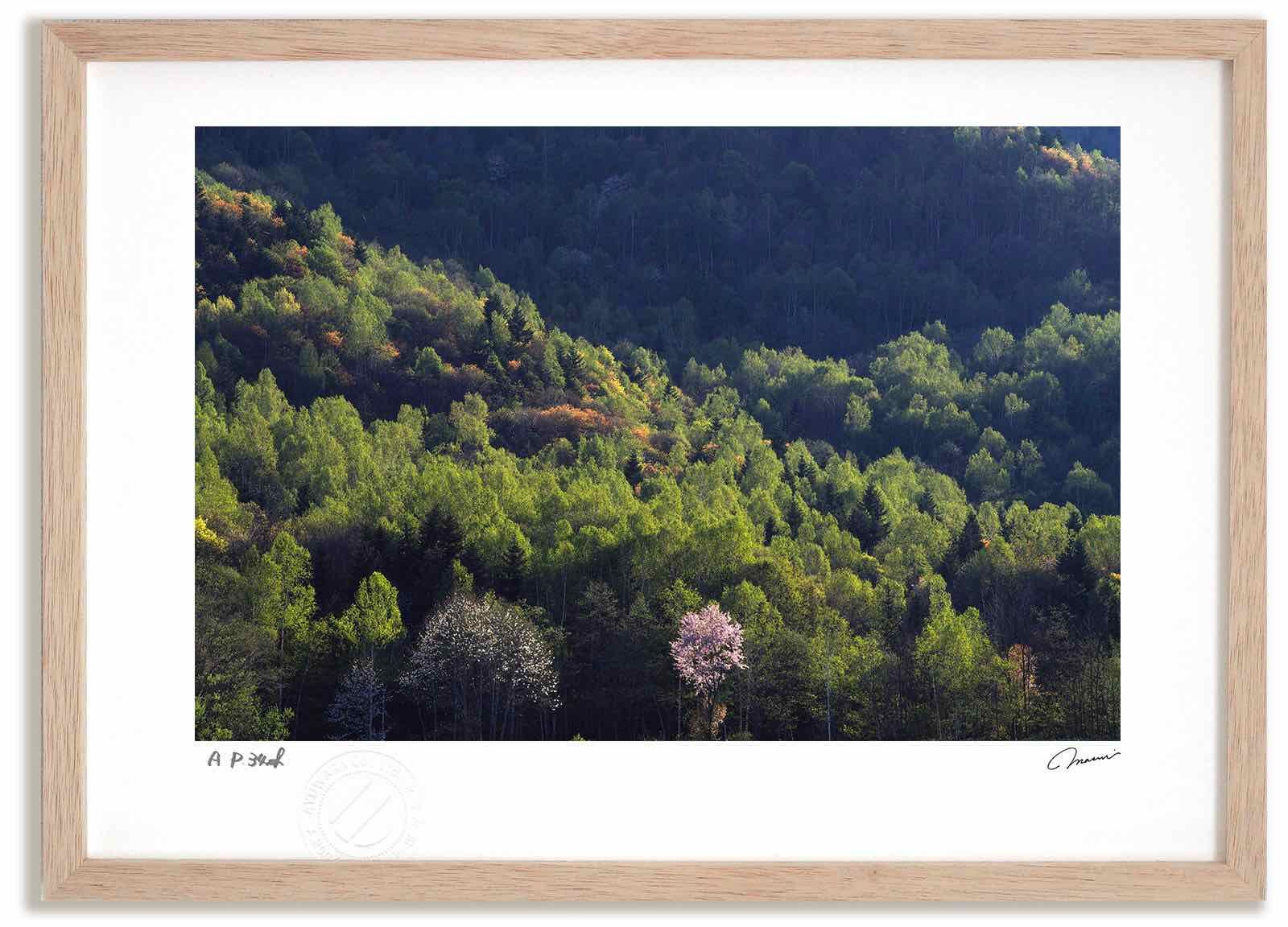 手札誘発娘 プリズマコンプリート！PAC1 カード検索 ｜ Z/X - Zillions