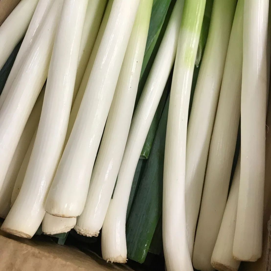 白ネギ 直輸入業務食材