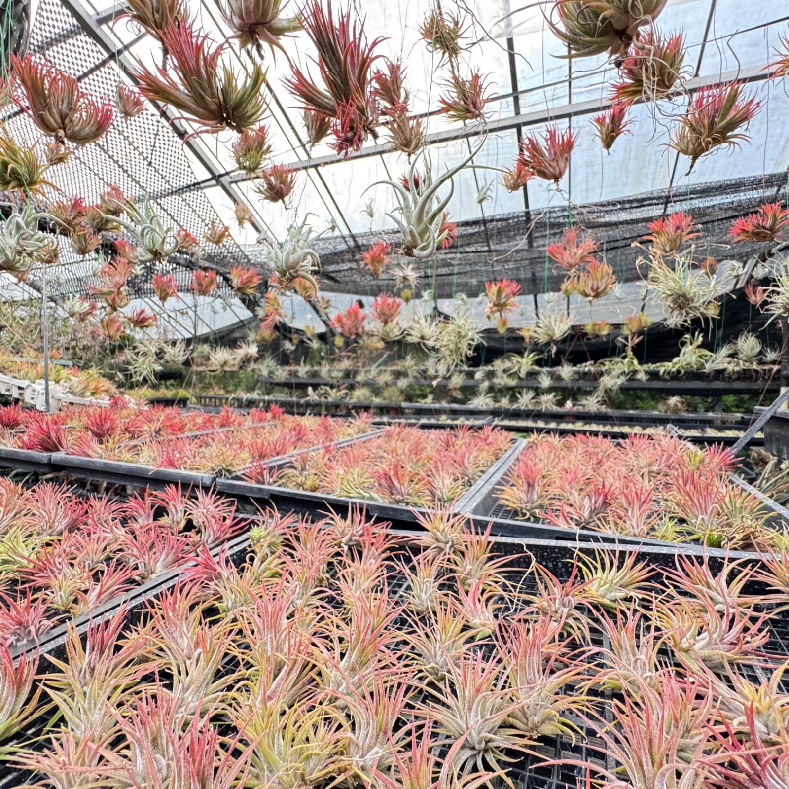 チランジア キセログラフィカ × ブラキカウロス Tillandsia