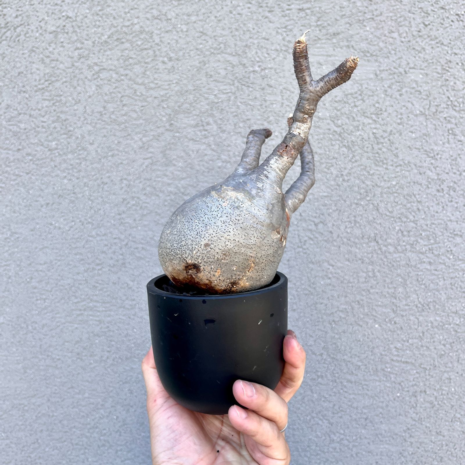 超良型パキポディウム グラキリス 中株 現地球 発根済みgracilius 特選超良