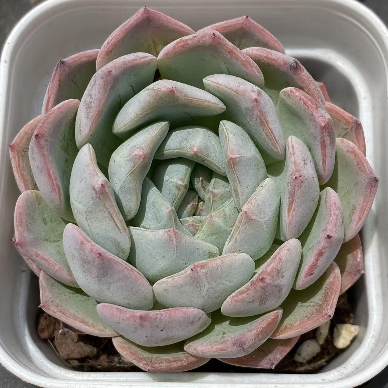 H*す様 U527　白月影　抜き苗　21株　多肉植物 エケベリア 韓国苗 サボテ h*i様 Z527 白月影 抜き苗 21株 多肉植物 エケベリア 韓国苗
