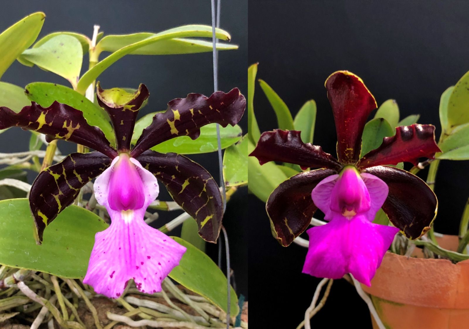 ☆洋蘭☆原種☆ C. aclandiae x sib☆カトレア アクランディエ