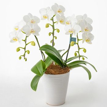 胡蝶蘭 モスコミュール 5ポット ファレノプシス 胡蝶蘭 ミディ