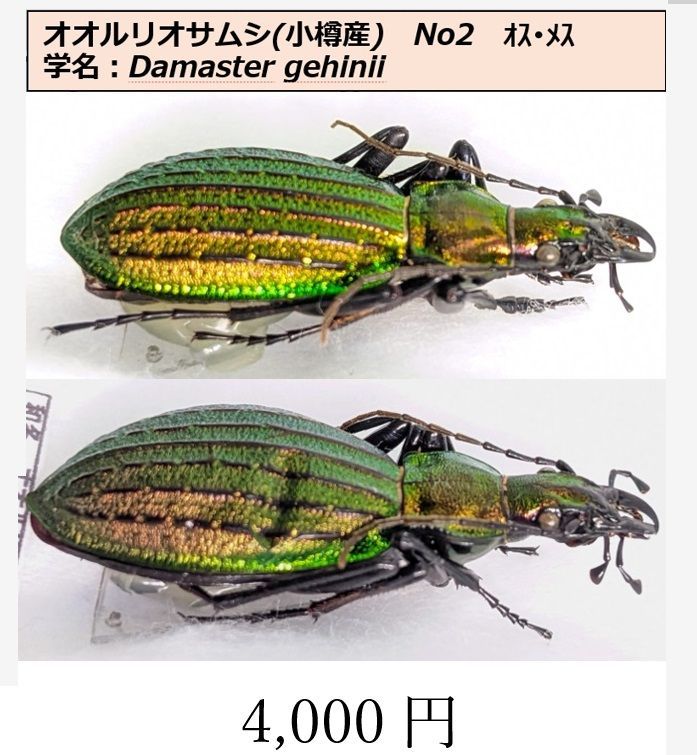 いしちゃん　オサムシ　学術標本 オオルリオサムシ ♂♀ ペア標本 小樽産 N02 - メルカリ