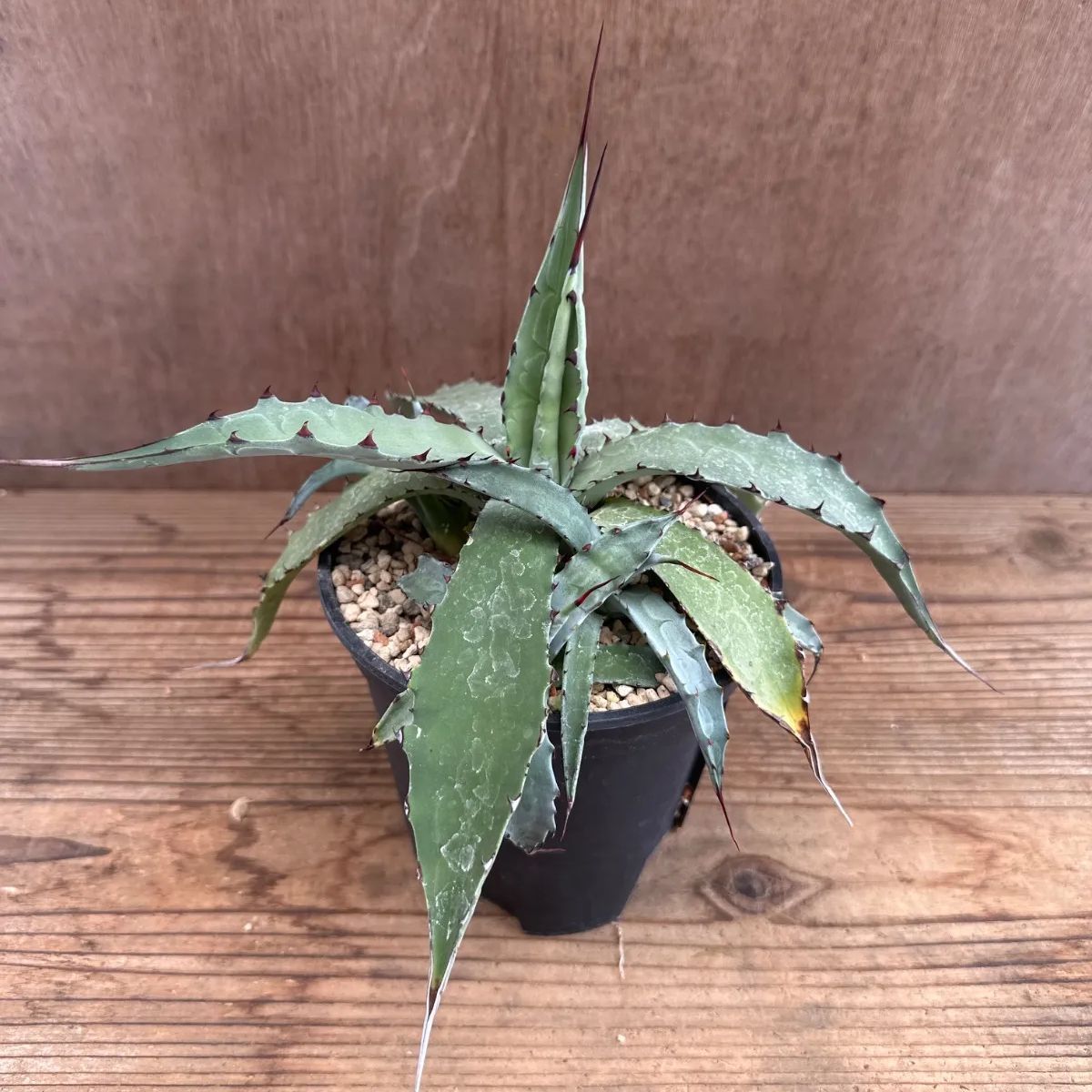 アガベ コロラータ ハイブリッド①Agave colorata hybrid アガヴェ