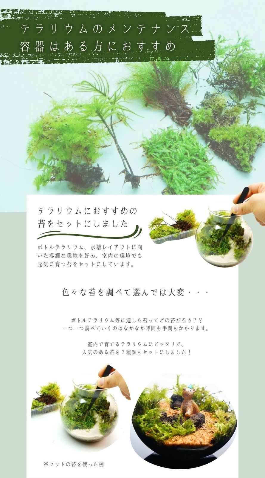 テラリウムにおすすめの苔セット 7種 パルダリウム　メンテナンス コウヤノマンネングサ　ヒノキゴケ　シノブゴケ　チョウチンゴケ　シラガゴケ　トラノオゴケ　オオサナダゴケモドキ S