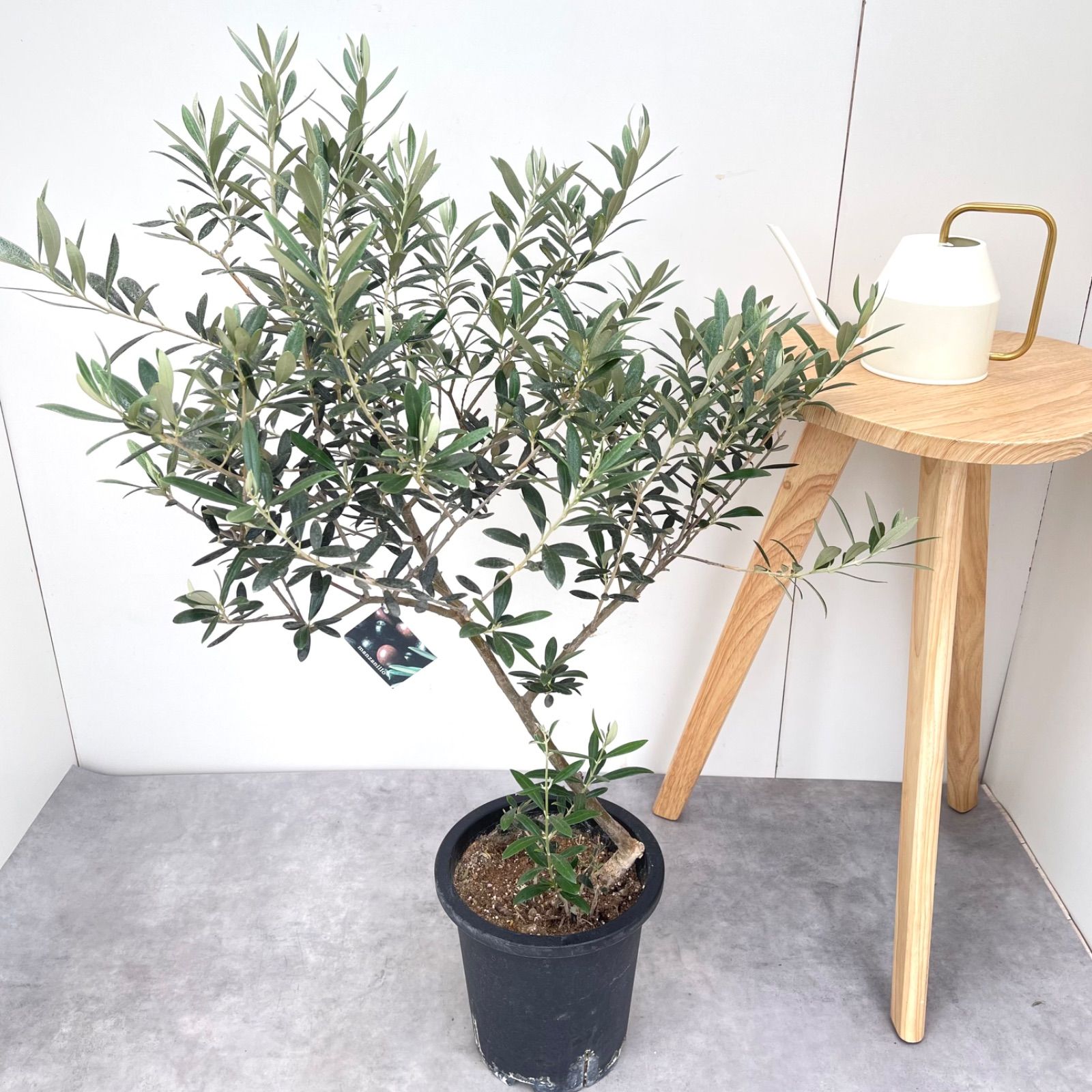 ［現品］29番　創樹　オリーブ　マンザニロ　7号　観葉植物　オリーブの木　人気 創樹 オリーブの木 SOUJU 幹太 Manzanillo マンザニロ 7号鉢