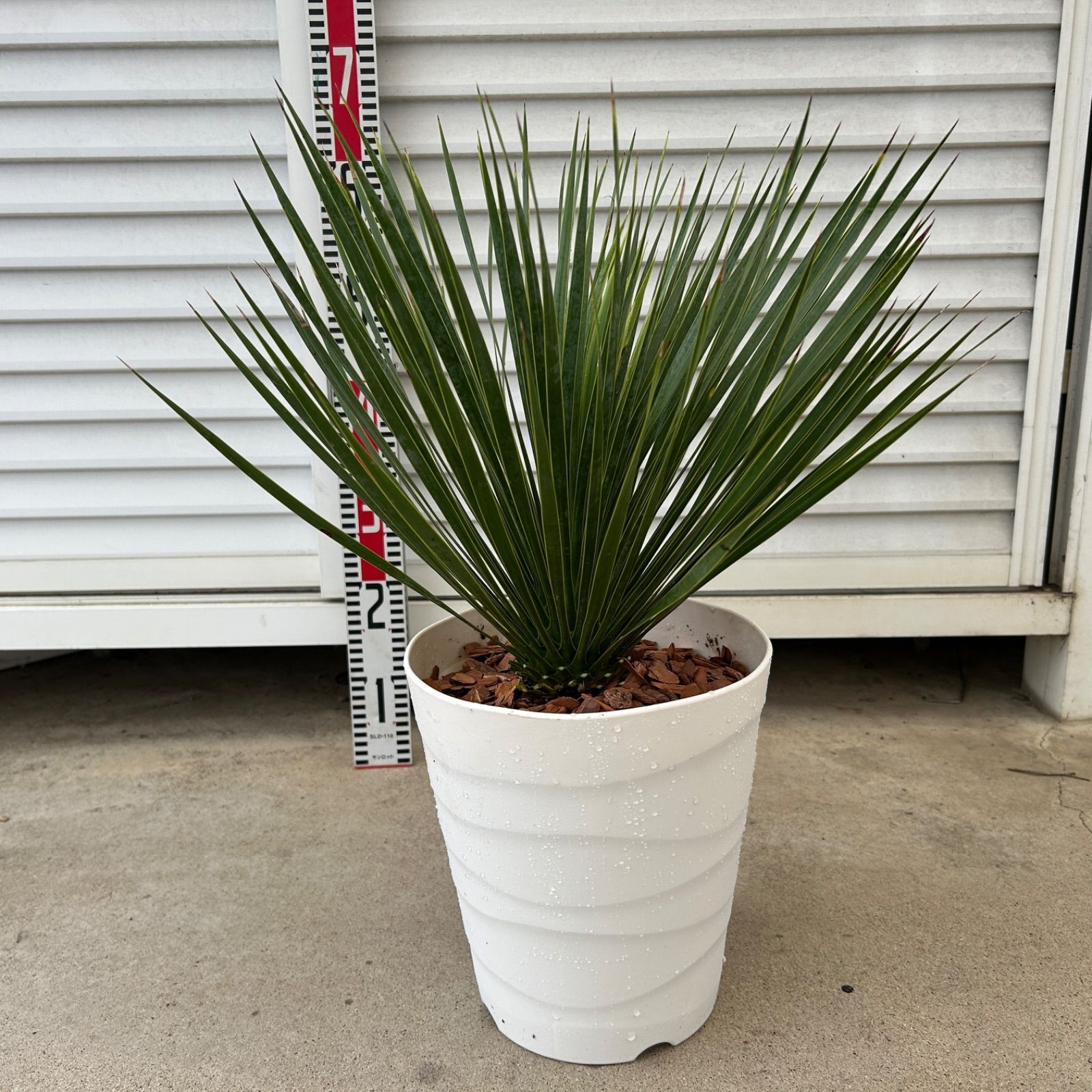 専用】ロストラータ 専用出品 ユッカロストラータ 45株以上 抜き苗発送