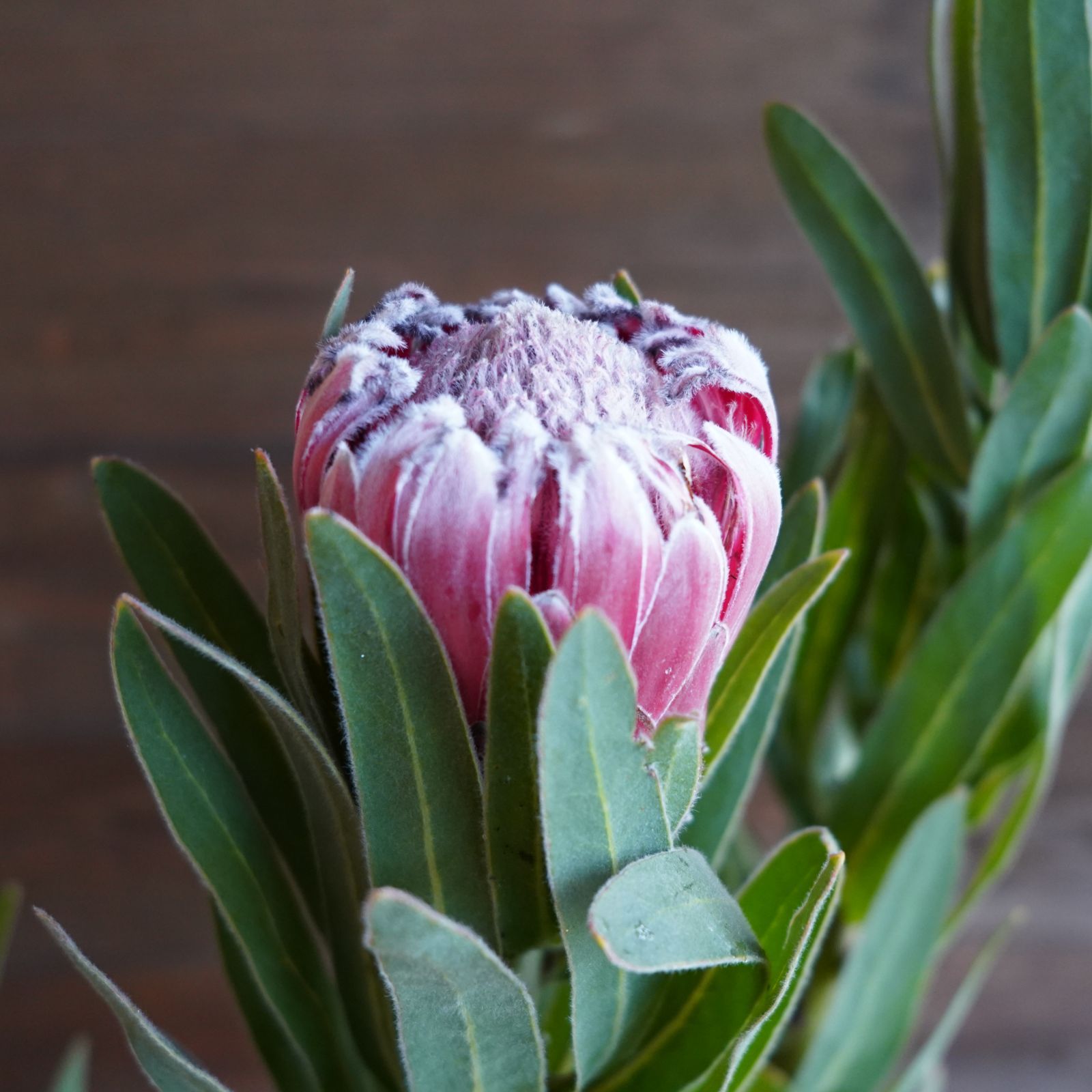 プロテア ”オーストラリスルビー” C オージープランツ 現物発送 公式