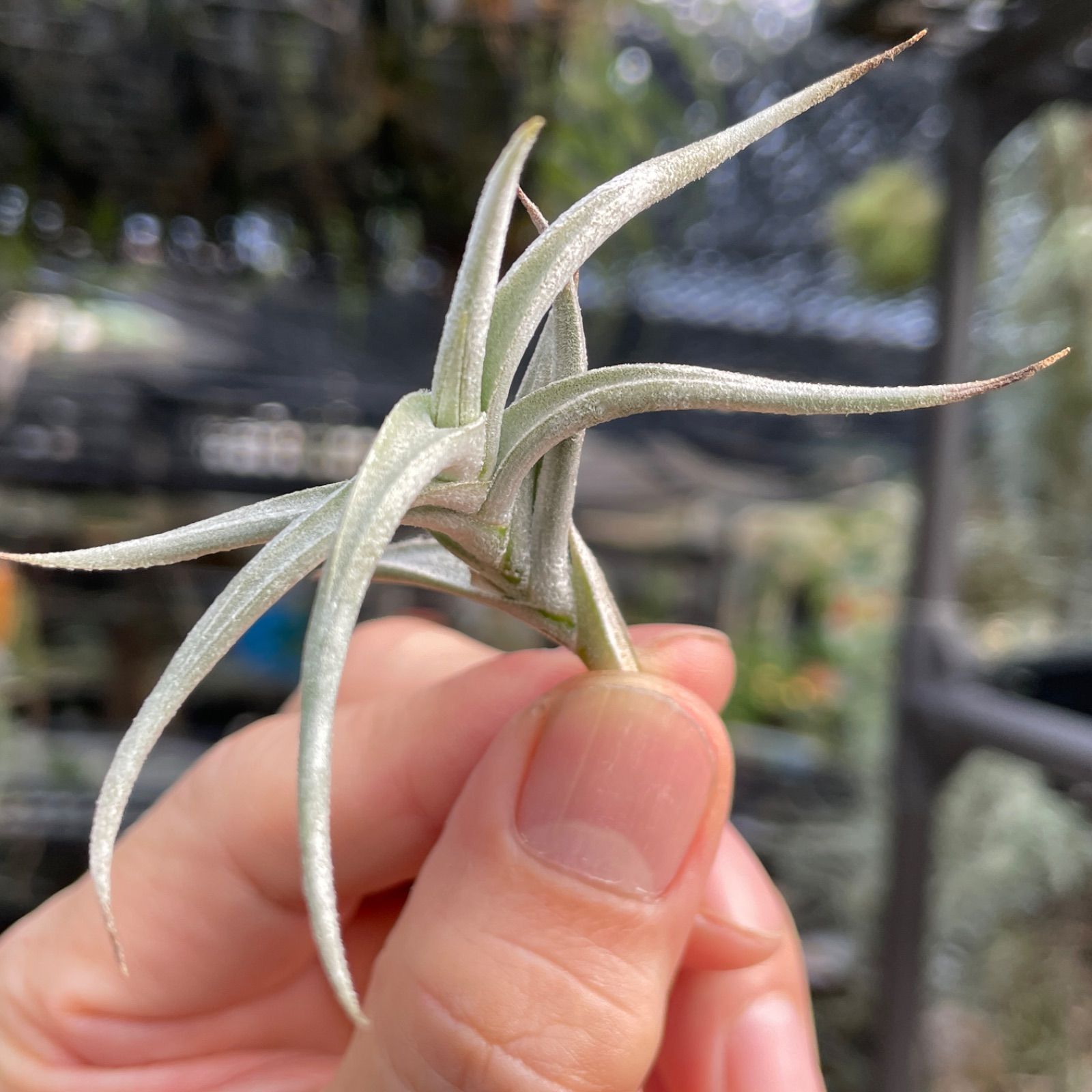 HR＊チランジア ヒルタ v. ヒルタ Tillandsia hirta var. hirta