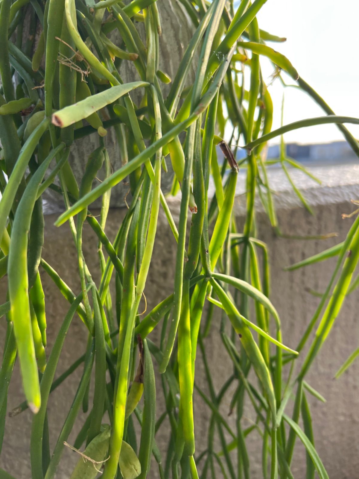 おきゃく様ご検討用 リプサリス メガランサ カット苗 1300円になります リプサリス ミクランサ カット苗5本 - メルカリ