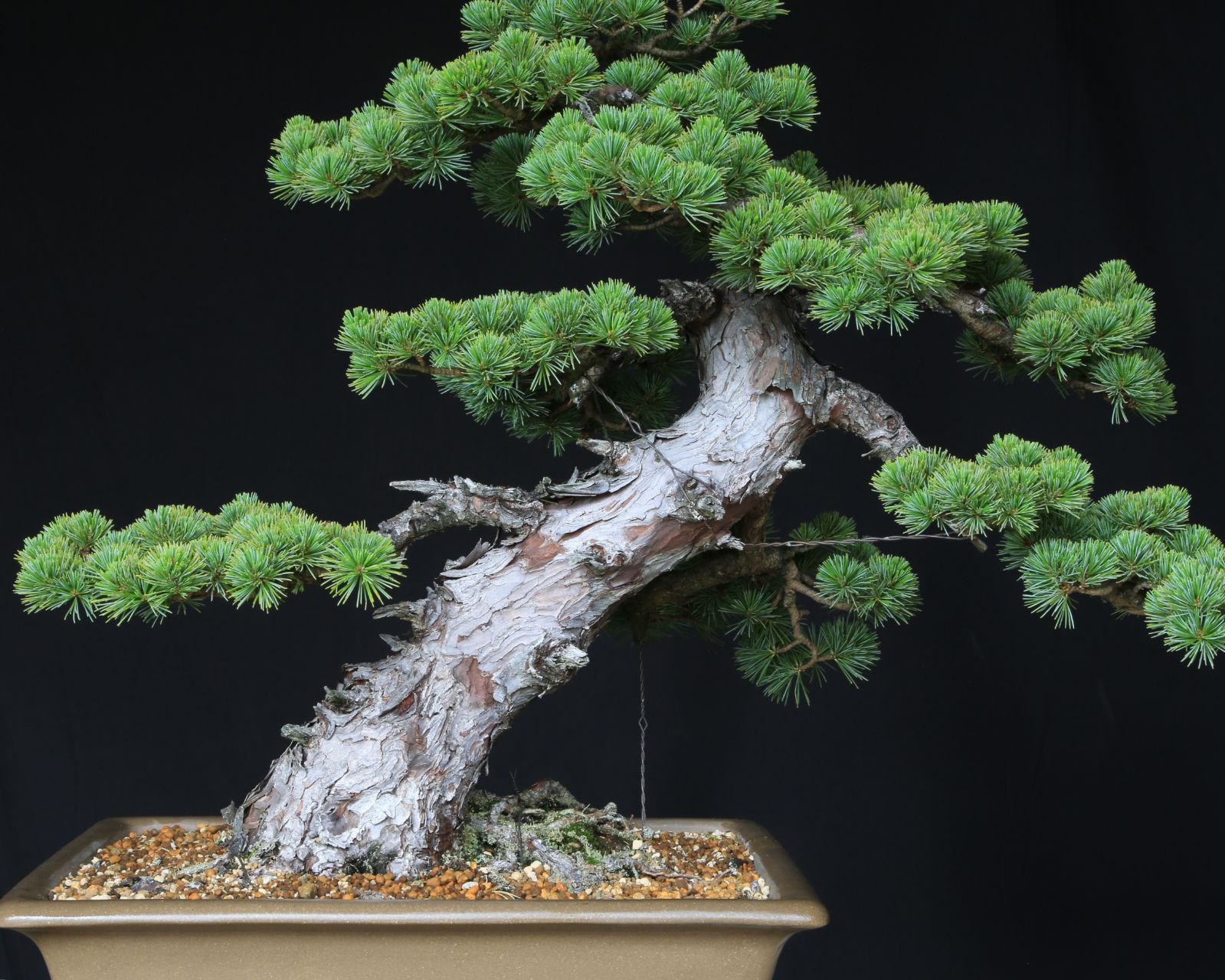 ショウコクホウ