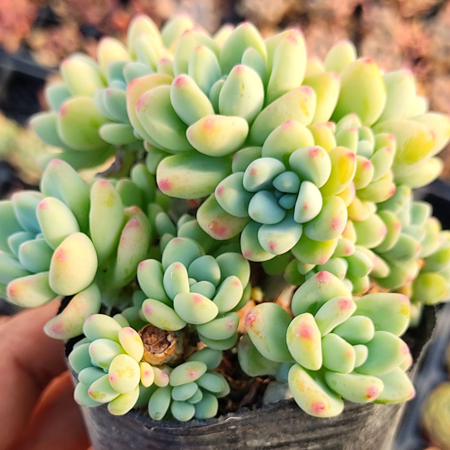 多肉植物　サブリム　◇抜き苗◇ 抜き苗 白鳳 ZM1509×16株 ふっくら 多肉植物 エケベリア