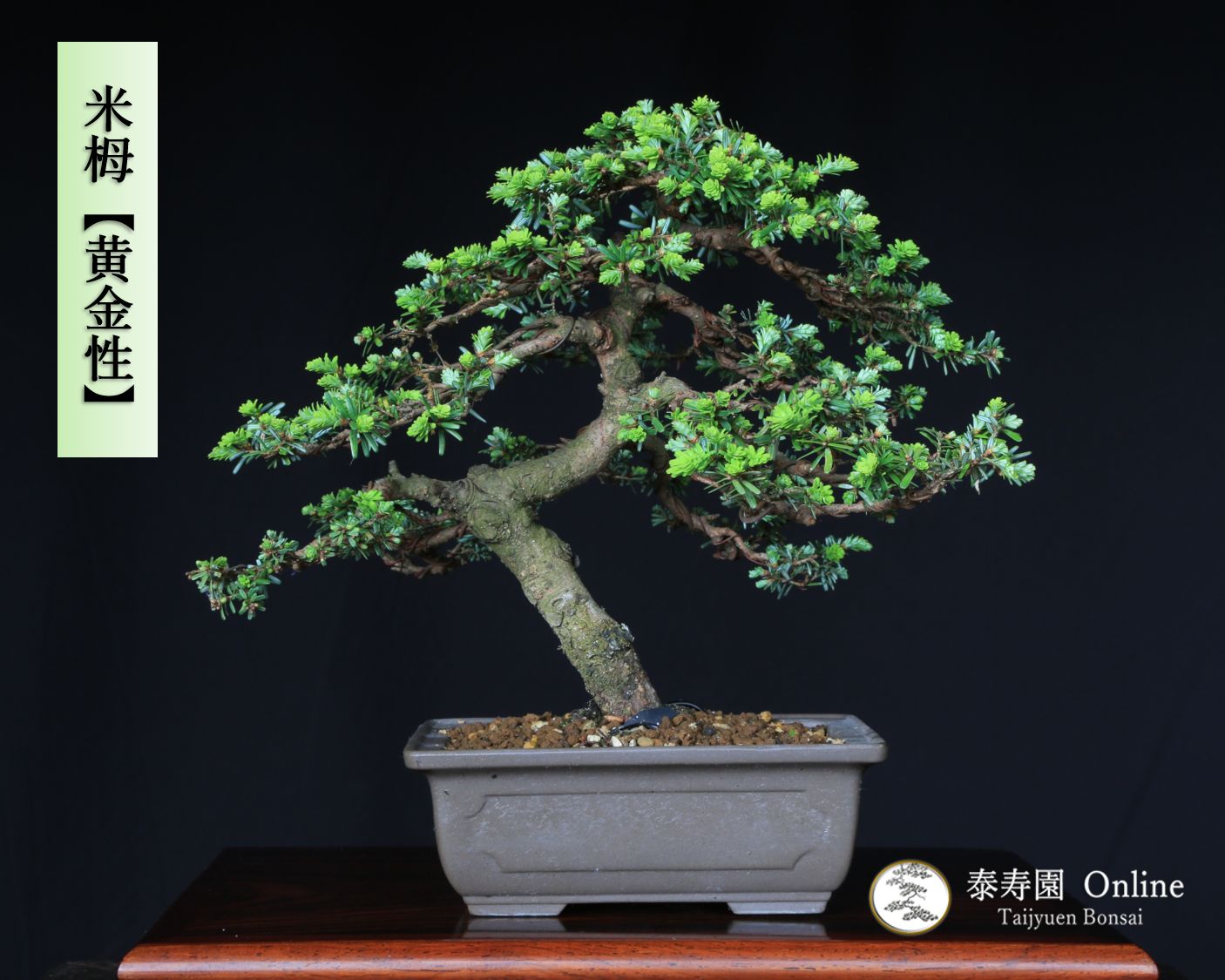 米栂 コメツガ 黄金性 オウゴンショウ 挿し木 泰寿園 Online 現品 松 盆栽 松柏 室内 鑑賞 趣味 卓上盆栽 盆栽鉢 グリーン 和 ギフト プレゼント 贈答品 小品盆栽 誕生日 母の日 父の日 敬老の日 記念日 お祝い インテリア2