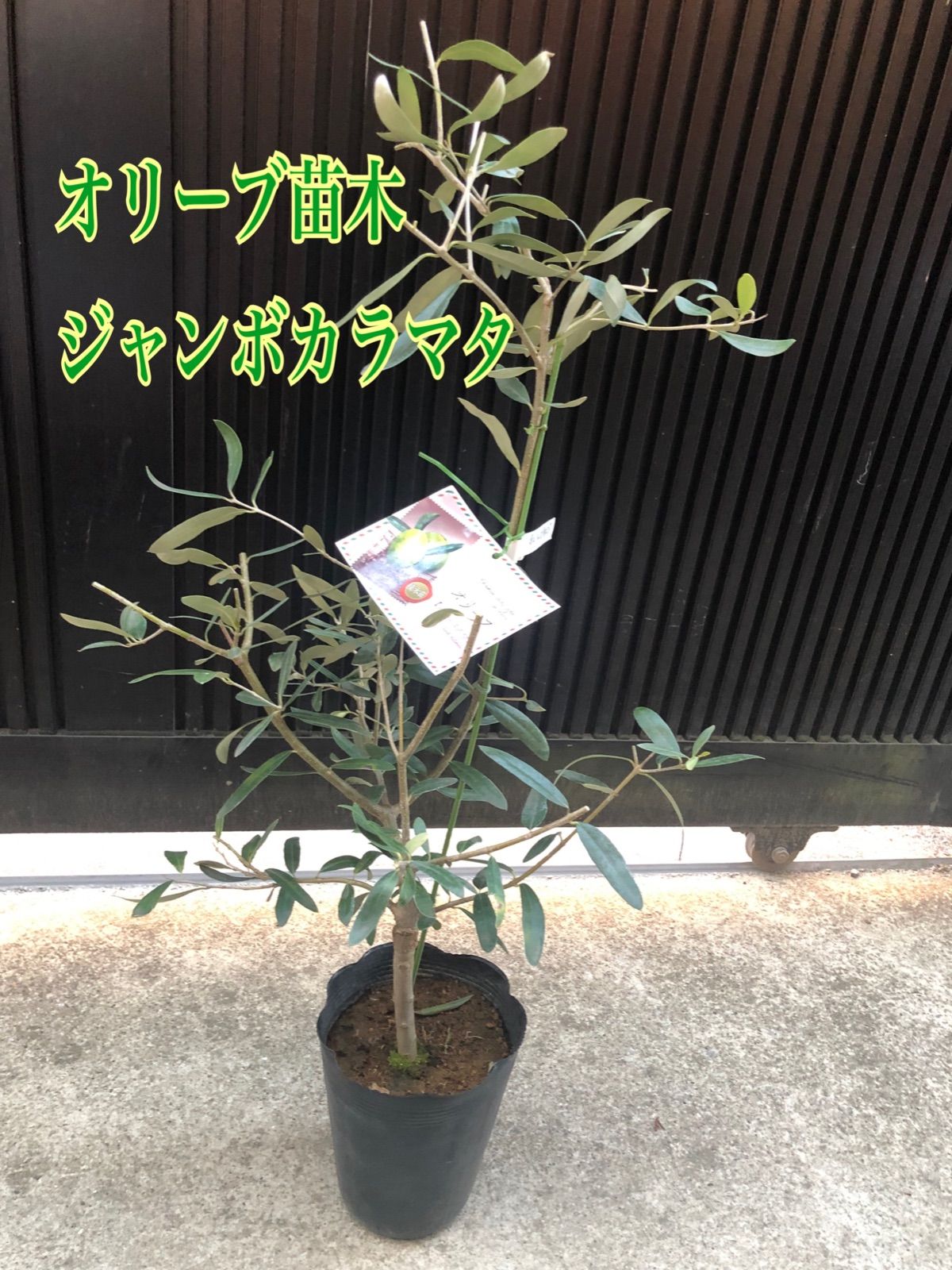 オリーブ 苗 希少品種 ジャンボカラマタ Sukaldeansortzaile Com