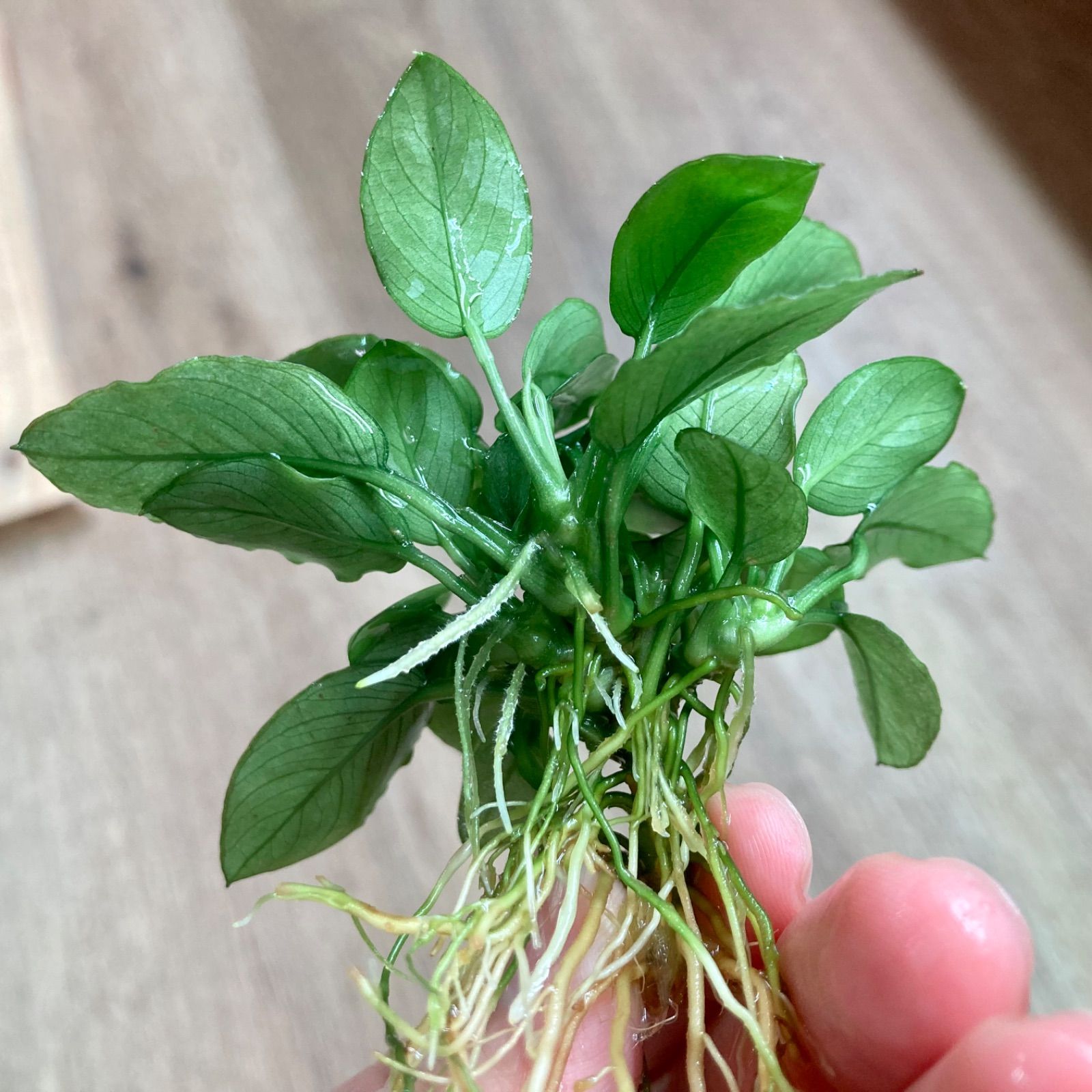 アヌビアスジェイド【抜き苗】1ポット分 - メルカリ