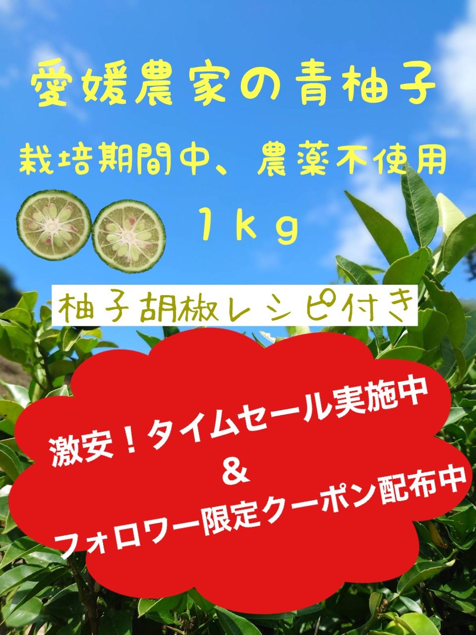 自家栽培 農薬除草剤不使用 みかんの木に金柑 コンパクトBOX 箱込約1.5