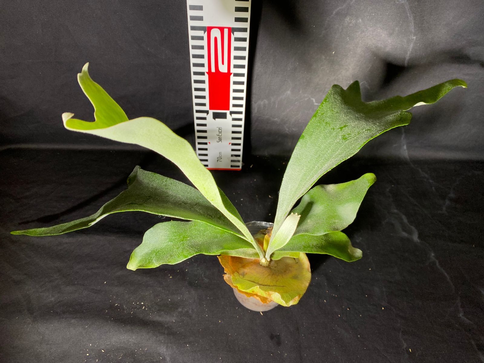 正規販売店 新品 未使用 A39 11 ビカクシダ ペガサス 植物 観葉植物 Urologydurban Co Za Urologydurban Co Za