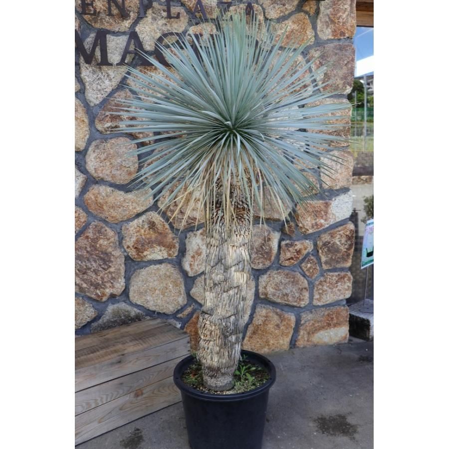 現品1点物・高さ160cm】 ユッカ ロストラータ 13号鉢 【現品NO.6