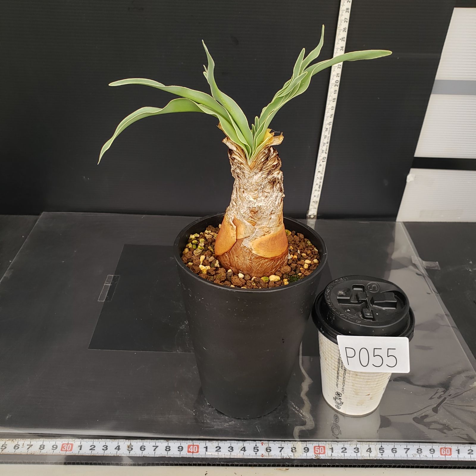 ブーファン　ディスティチャ　現地球　発根済 ブーファン ディスティチャ 現地球 発根済 【公式通販】