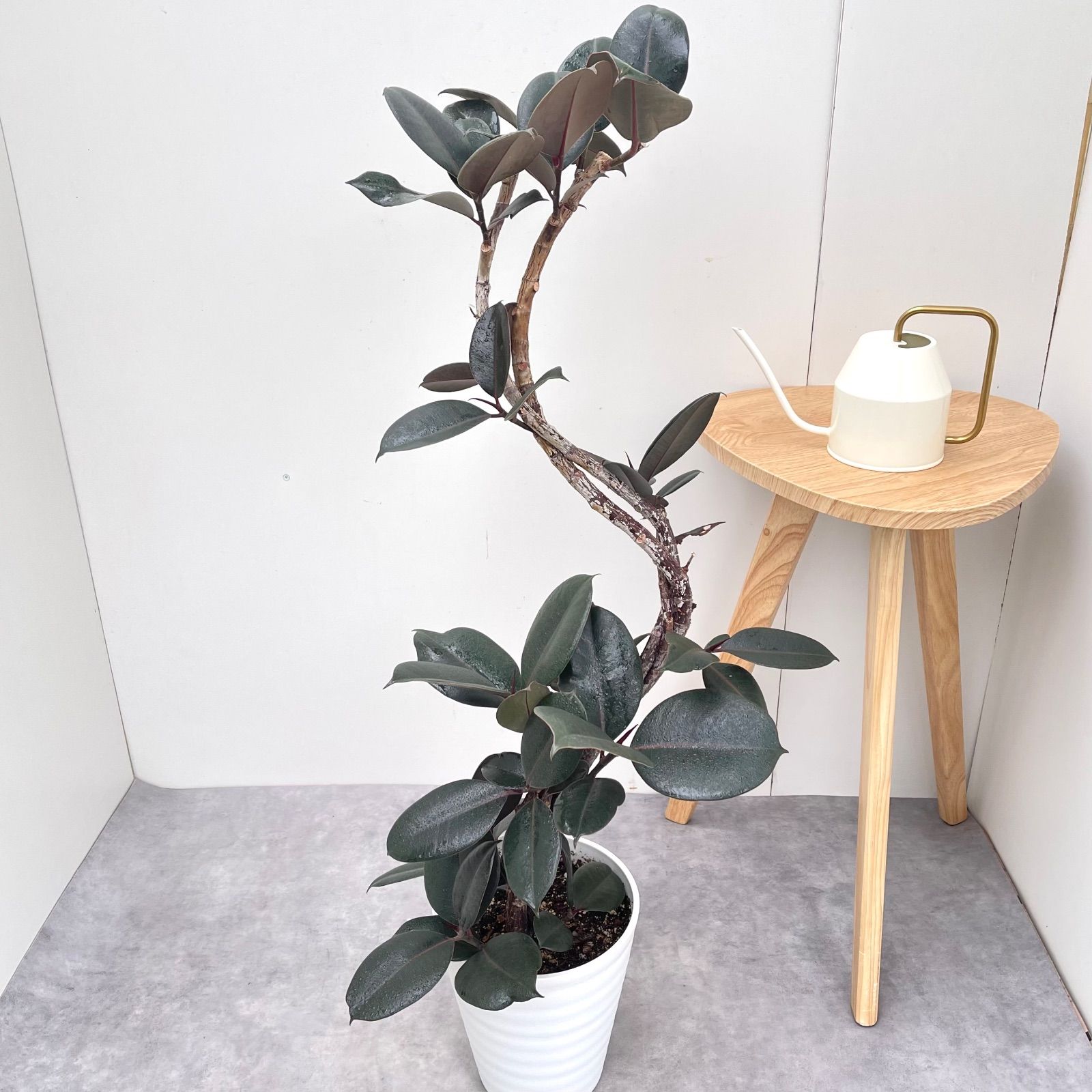 フィカス バーガンディ 曲がり 3 現品 観葉植物 室内 7号