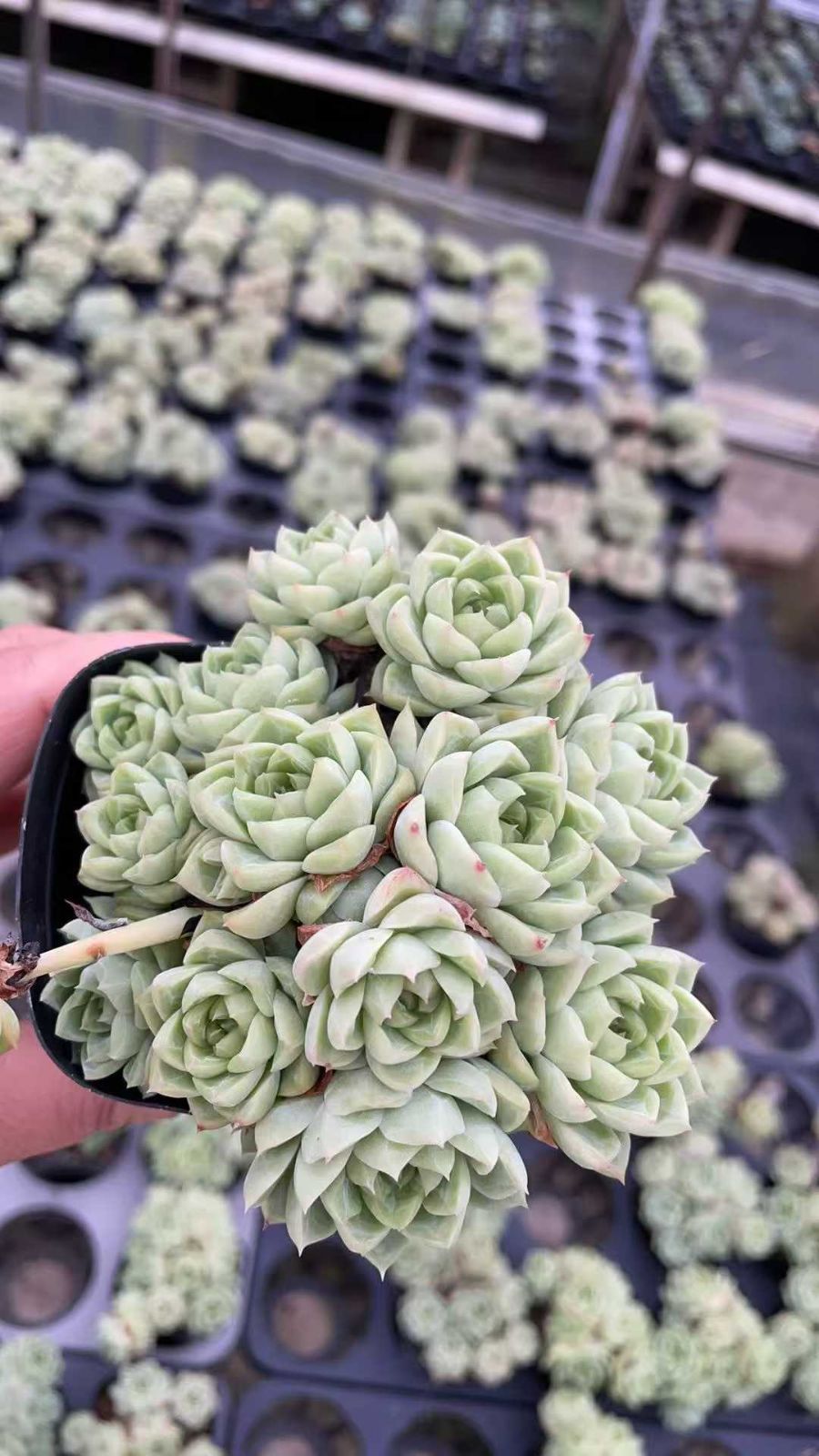 25#多肉植物アエオニウム❤️ ナガ女王 セッカ ❤️19cm拔き苗 セッカ 25#多肉植物アエオニウム❤️ ナガ女王 ❤️19cm拔き苗