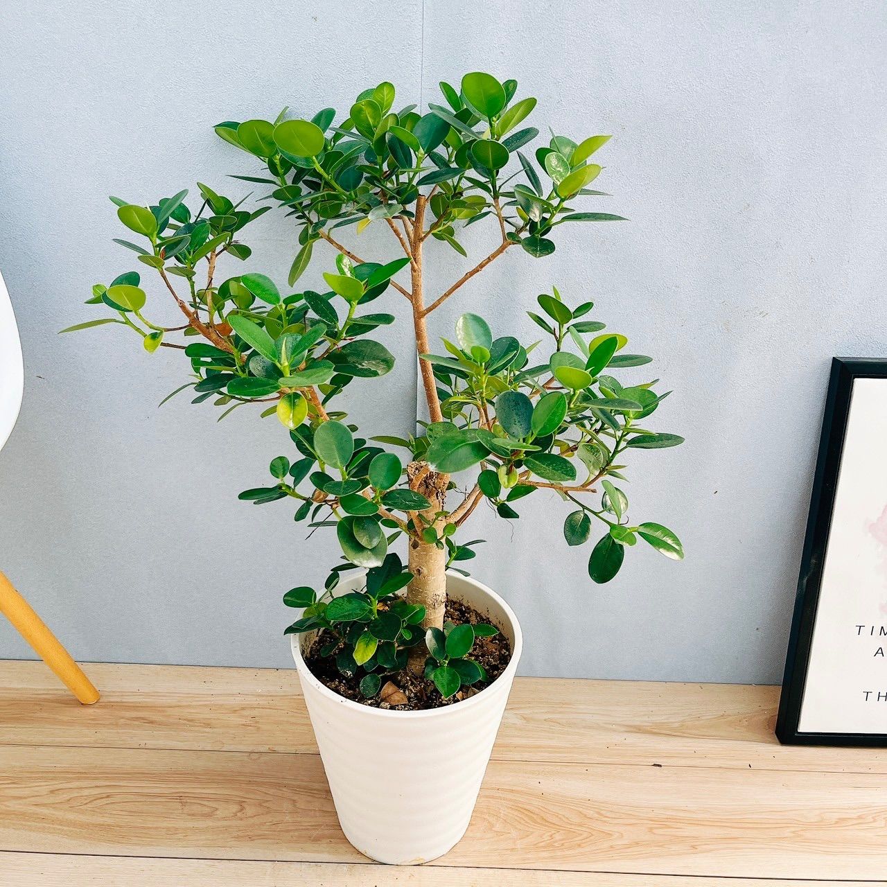 観葉植物　パンダガジュマル　陶器鉢植え　多幸の木 観葉植物 パンダガジュマル 陶器鉢植え 多幸の木