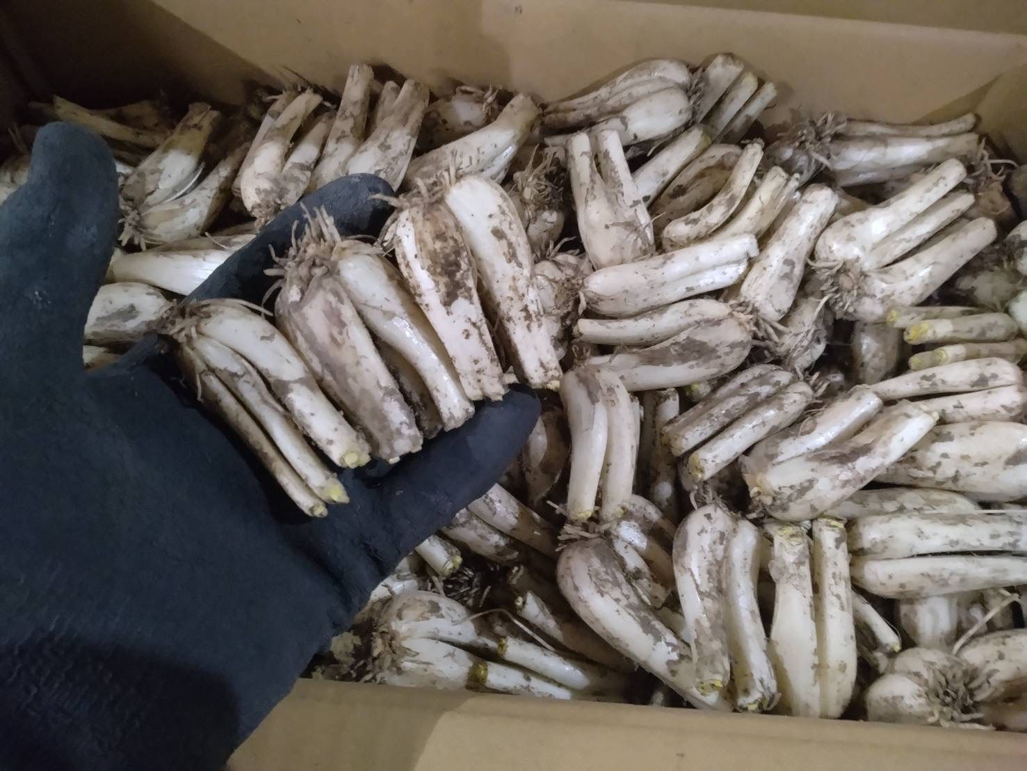鹿児島県産 土付きらっきょう Sサイズ 約10kg - メルカリ