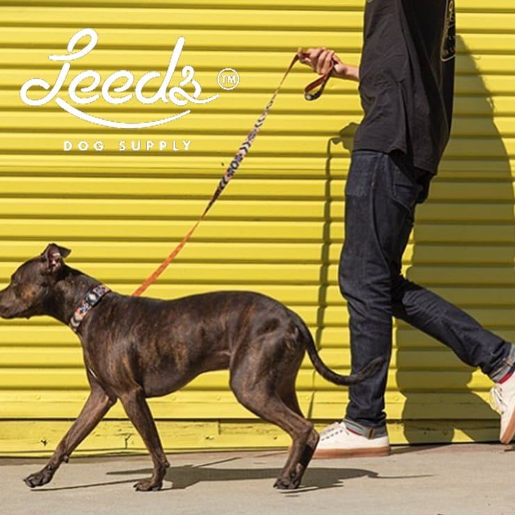 首輪 犬用 Leeds Dog Supply リーズドッグサプライ BODHI COLLAR Mサイズ