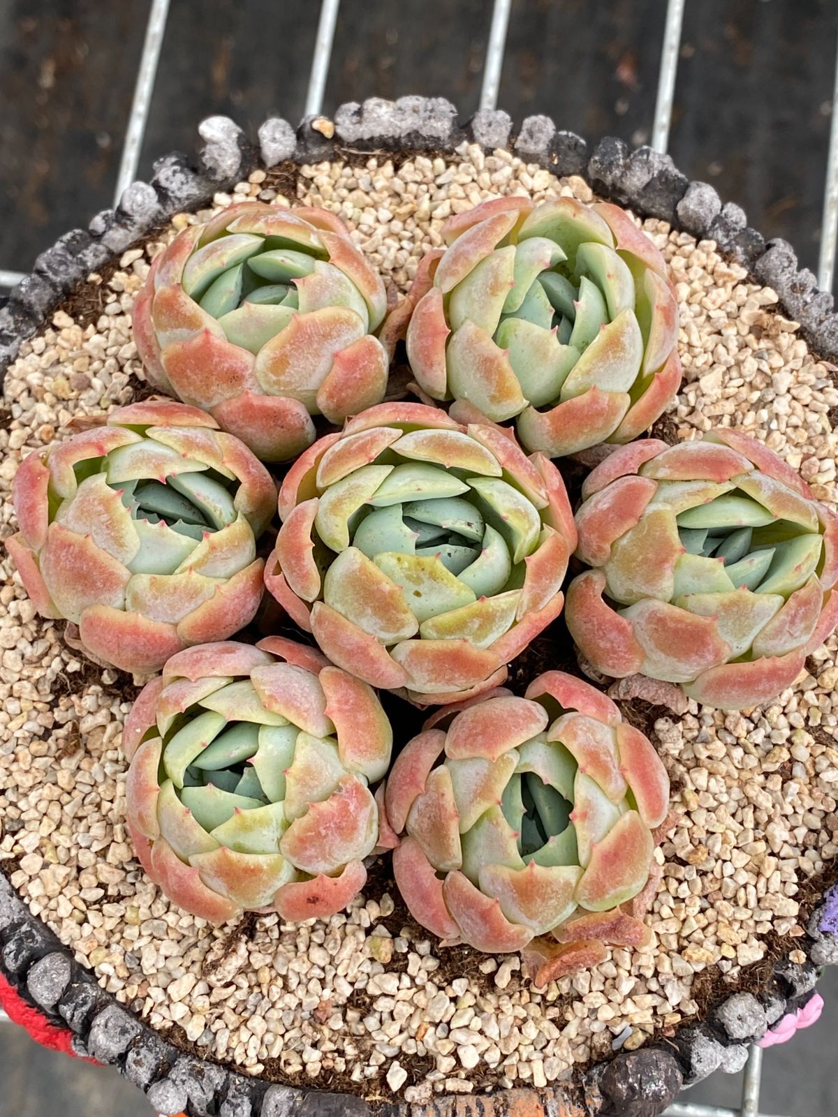 限定 ポット苗 ベリー 7株セット ふっくら多肉植物 韓国産苗 TL8