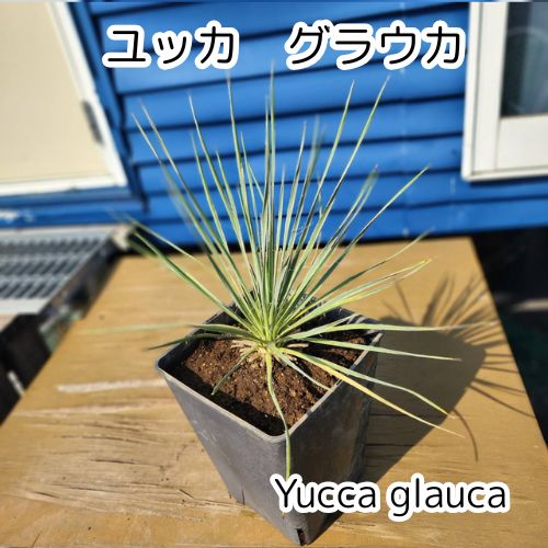 鉢ごと発送】ユッカ グラウカ Yucca glauca 2025.6.29yg1 - メルカリ
