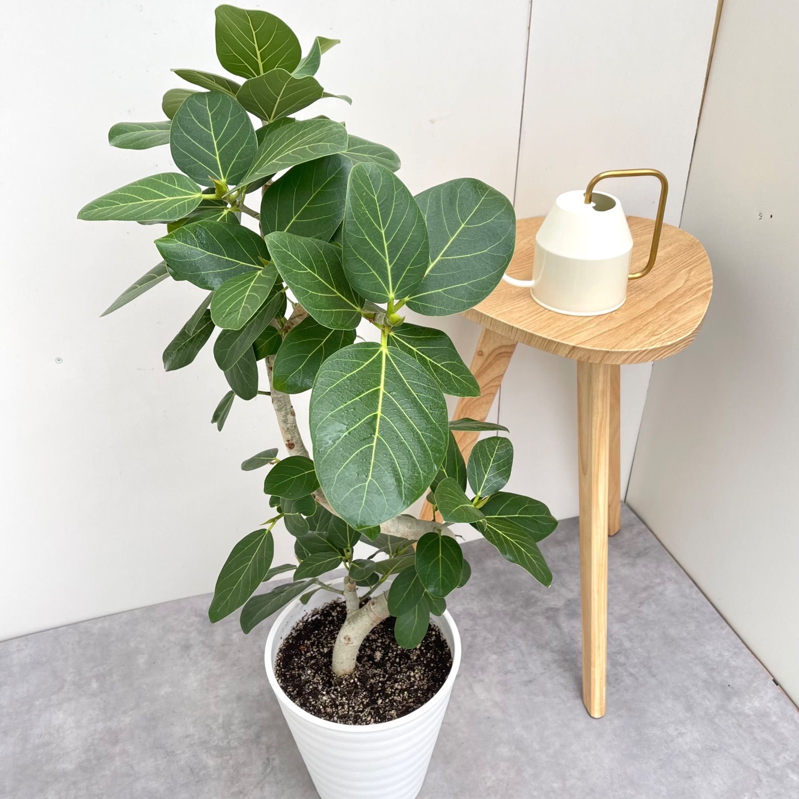 フィカス ベンガレンシス 曲がり 6 現品 観葉植物 大型 室内