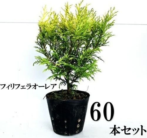 60本セット フィリフェラオー 樹高0.25m前後15cmポット