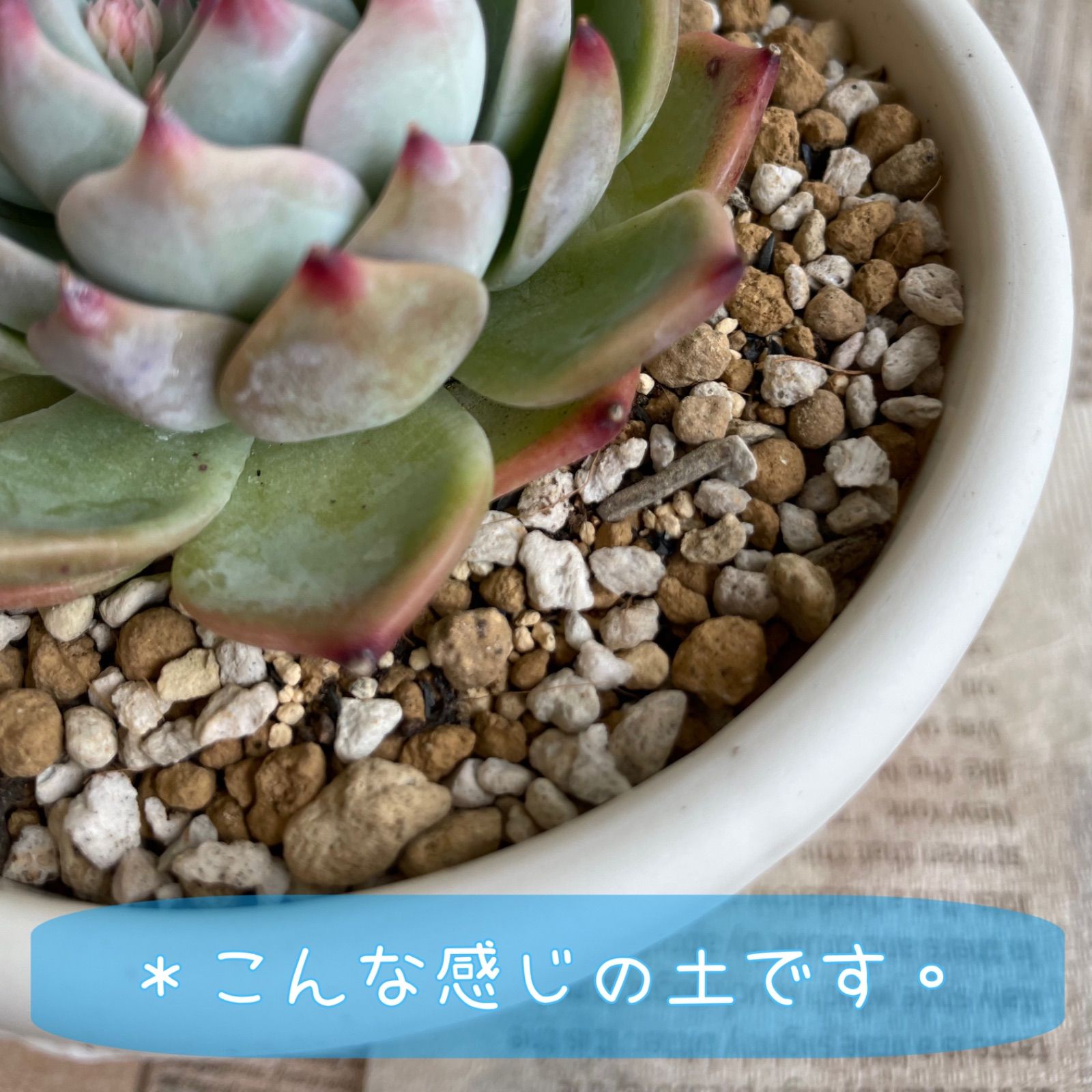 のサムネイル