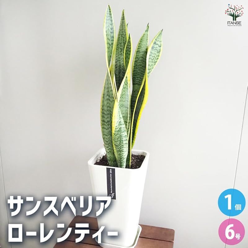 ITANSE サンスベリア ローレンティ 6号 受皿付き 1個売り 品種で選べる観葉植物 学名 Sansevieria trifasciata ‘Laurentii’ リュウゼツラン科サンセベリア属 流通名 サンスベリア センセベリア トラノオ 原生