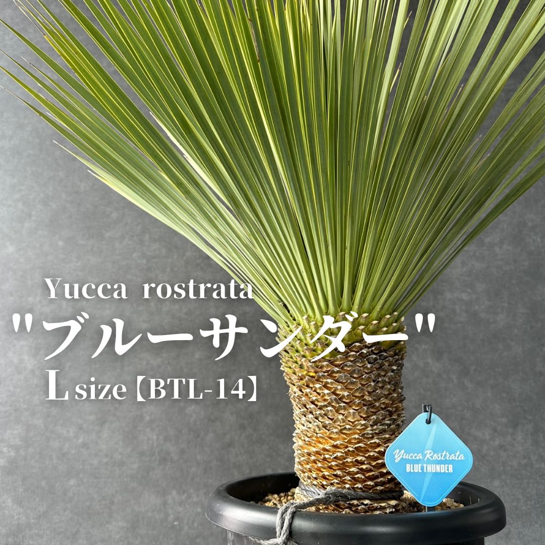 ユッカ グロリオサ 散り斑 青年 の 木 散り斑ユッカとリュウゼツラン