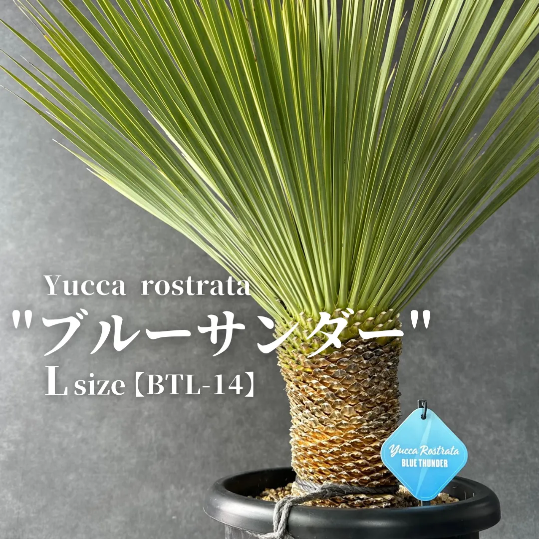 2025年最新】ロストラータ ブルーサンダーの人気アイテム - メルカリ