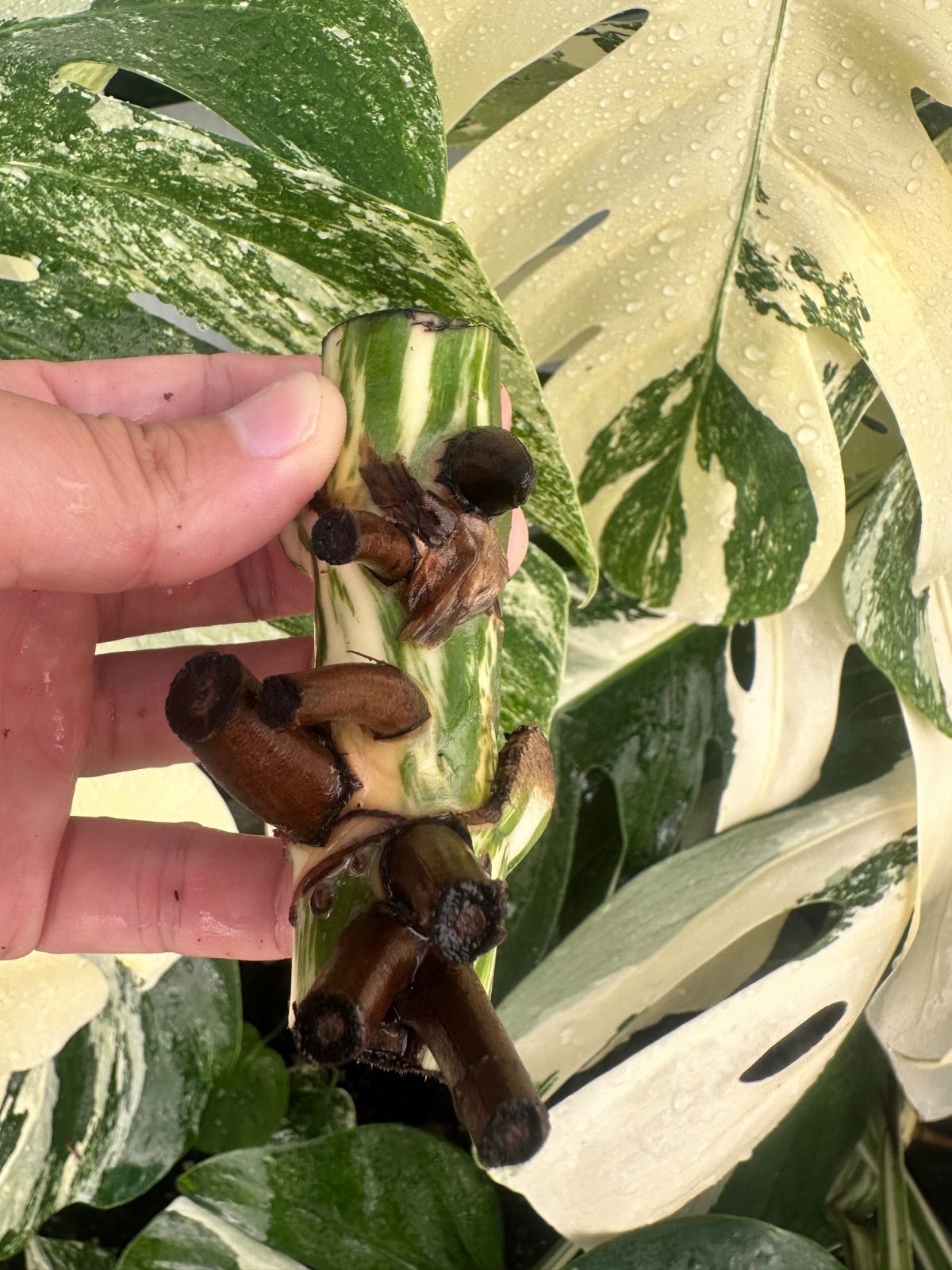 モンステラ ホワイトタイガー 茎1本 発根済 斑入り モンステラ ボルシギアナ ホワイトタイガー / 美しい斑入りの葉