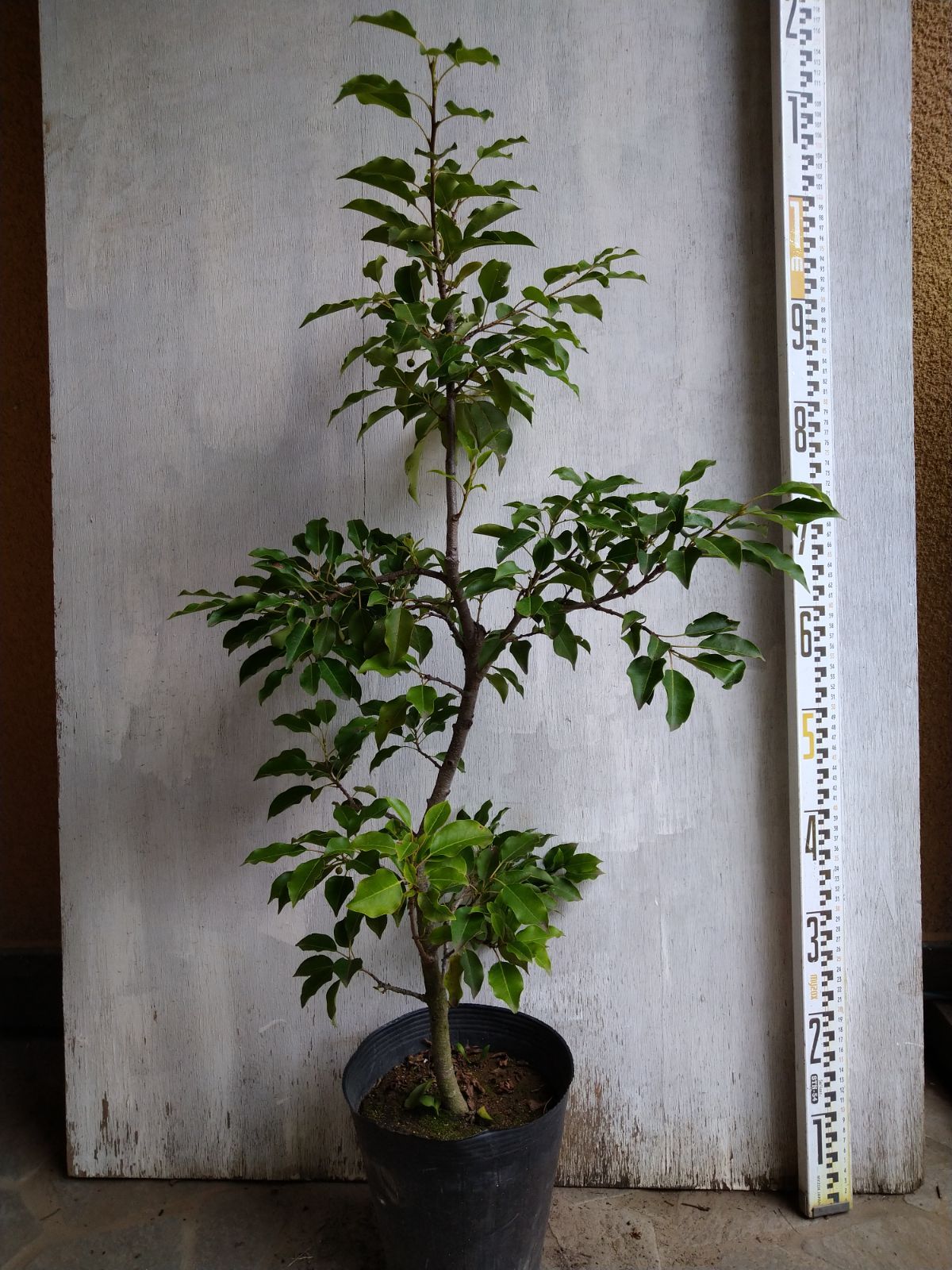 ソヨゴ　メス株　【品番3468】 ソヨゴ メス株 【品番3468】 ソヨゴ メス株 【品番3468】