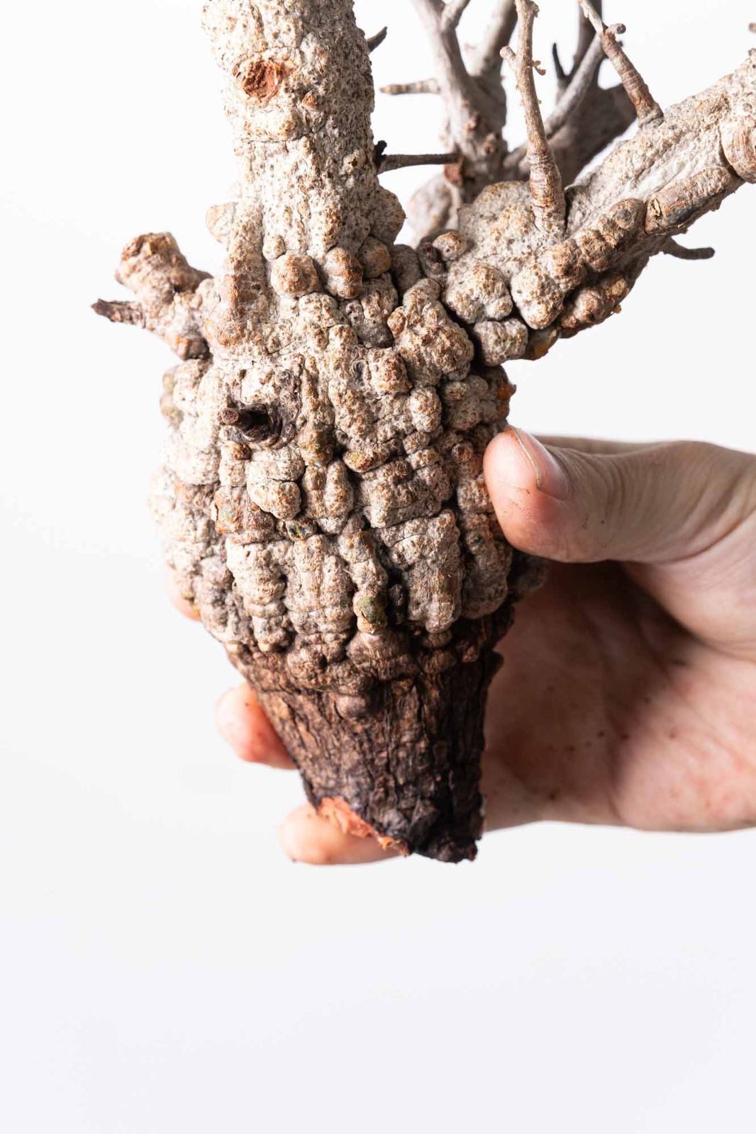 MP127 オペルクリカリア パキプス コーデックス ベアルート株