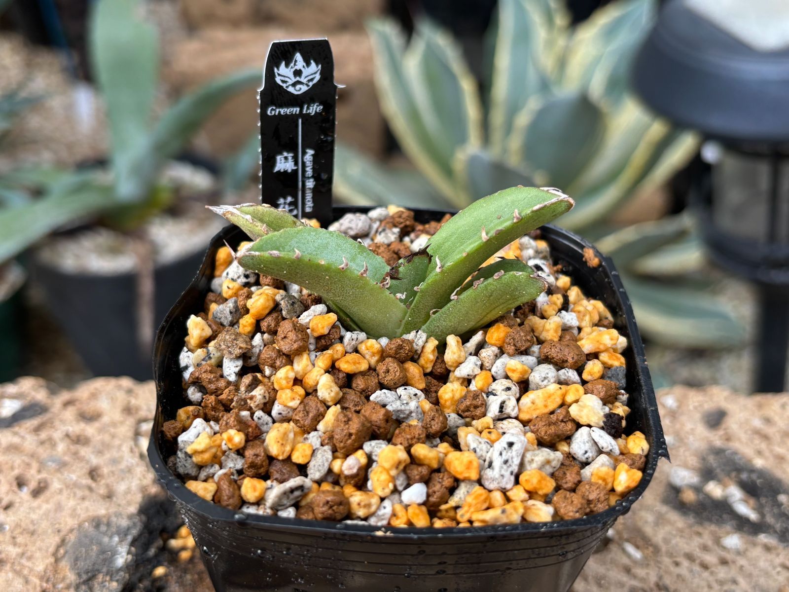 アガベ チタノタ オテロイ フィリグリー ボールタイプ 子株2つ付き 16