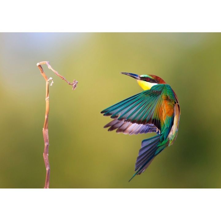 絵画風 壁紙ポスター (はがせるシール式) カワセミのホバリング 翡翠 川せみ 翠鳥 鳥 キャラクロ BKWS-010A1 (A1版 830mm×585mm) ＜日本製＞ ウォールステッカー お風呂ポスター