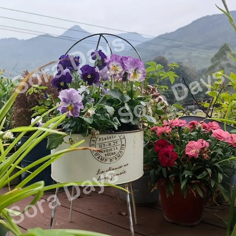 植木鉢 陶器 大型」の人気商品一覧 | 安い商品を通販サイトから探す