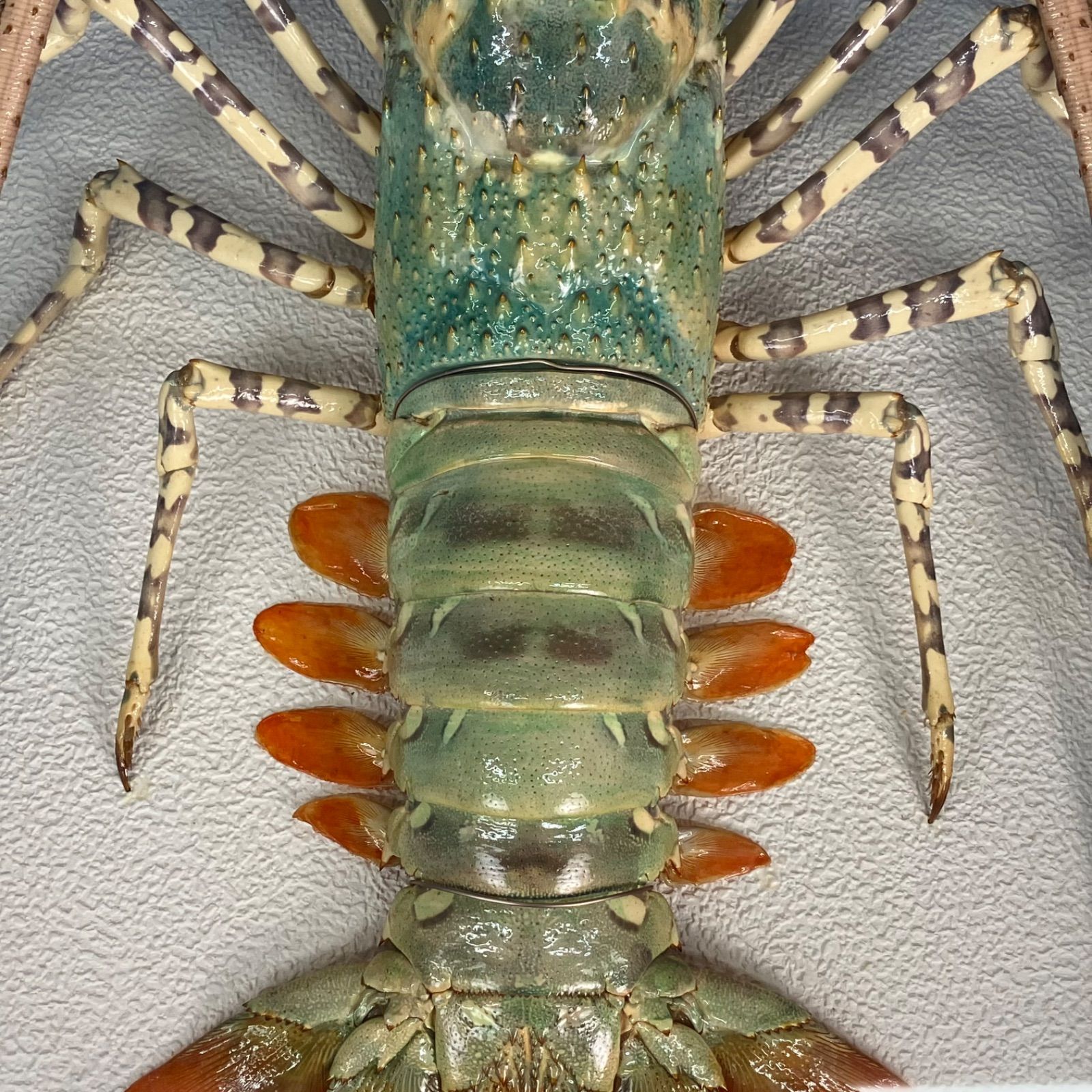 785 額装標本 ニシキエビ 錦海老 伊勢海老 えび 剥製 現状お渡し品 785 額装標本 ニシキエビ 錦海老 伊勢海老 えび 剥製 現状お渡し