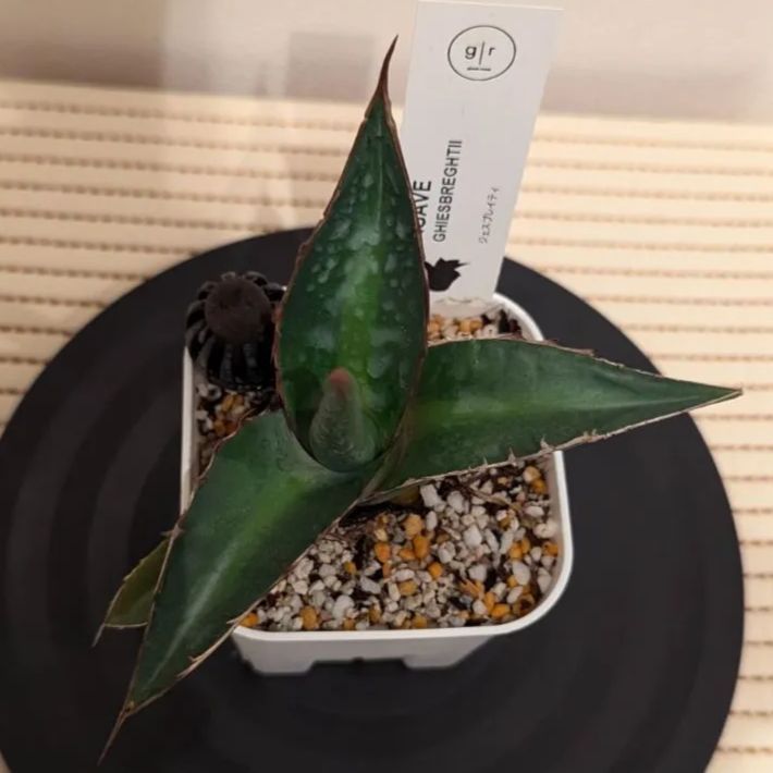 アガベ 帝釈天 ジェスブレイティ Agave ghiesbreghtii 鉢ごと配送 - メルカリ