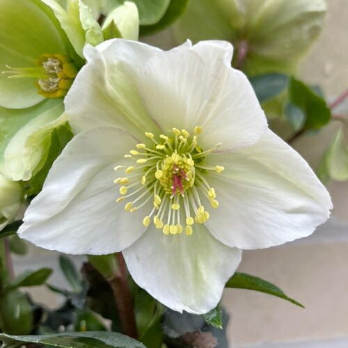完全生産者限定品クリスマスローズ　氷の薔薇シリーズ　ホワイト系 ５号鉢【開花鉢でのお届けは11月中旬～3月中旬頃まで】
