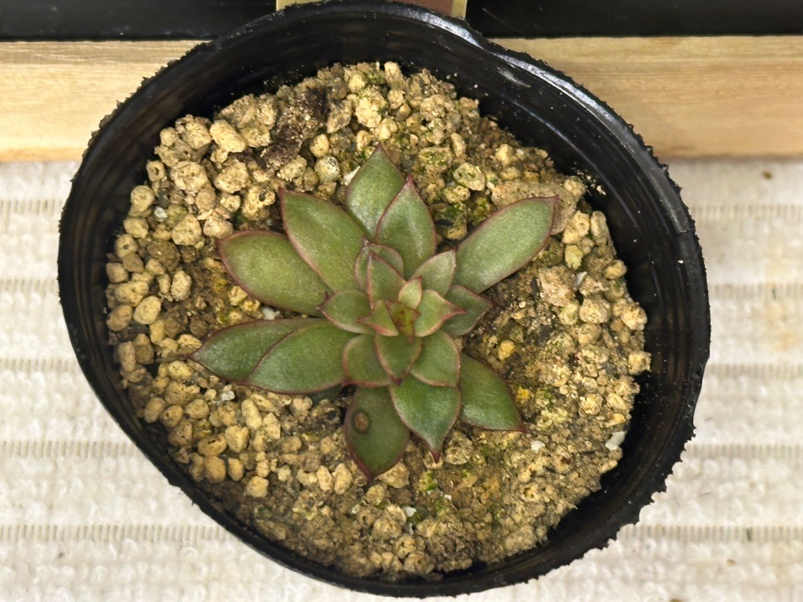 祭囃子】 ミックスベリア おらいさん苗 札なし ポットごと - メルカリ