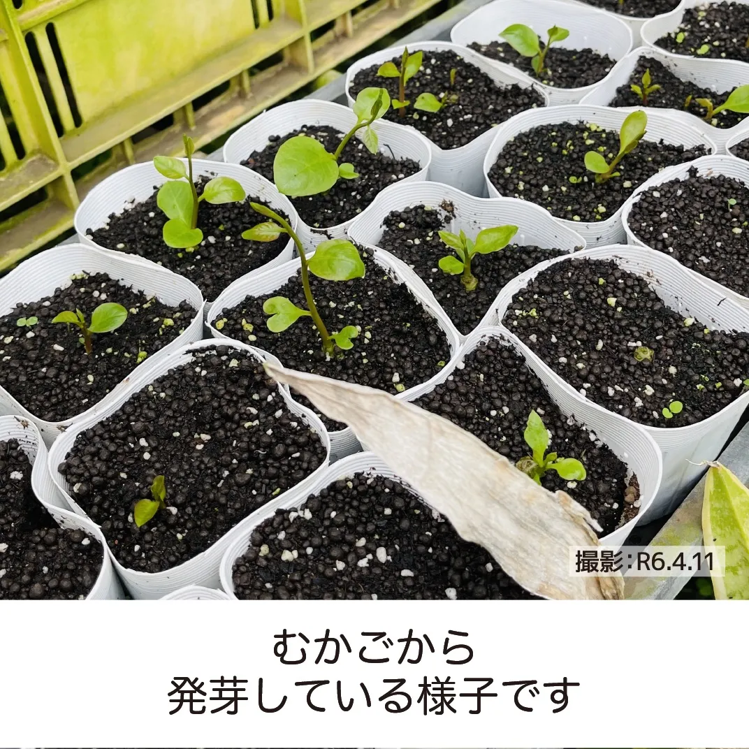 オカワカメ 抜き苗H